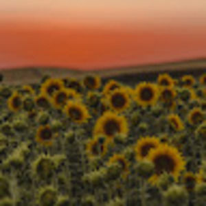 Meet your Posher, Jodi